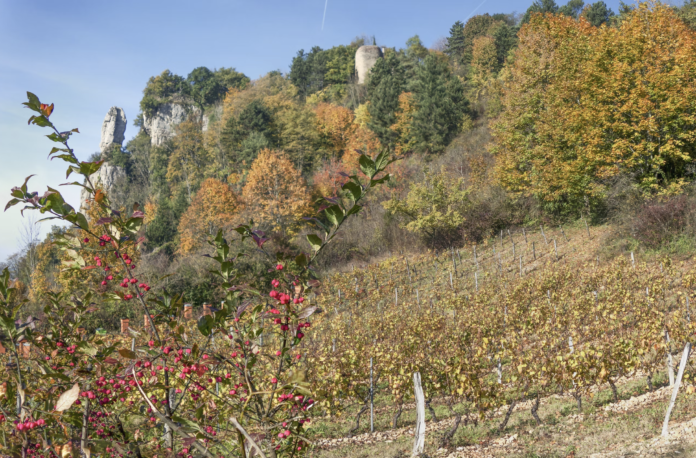Eve Bushman spends a week touring and tasting in Chateauneuf du Pape