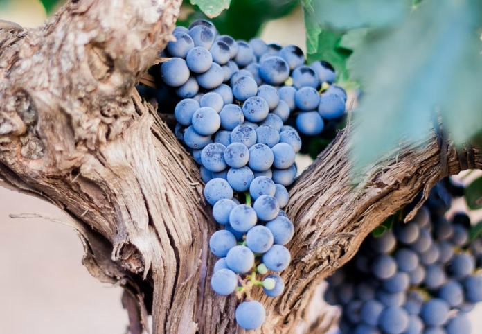 Italian Wine Ambassador Susannah Gold shares Oltrepo Pavese wines