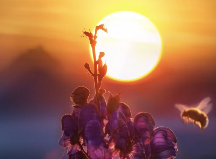 NYC wonders how bees are involved? How do they actually make plant-based honey?