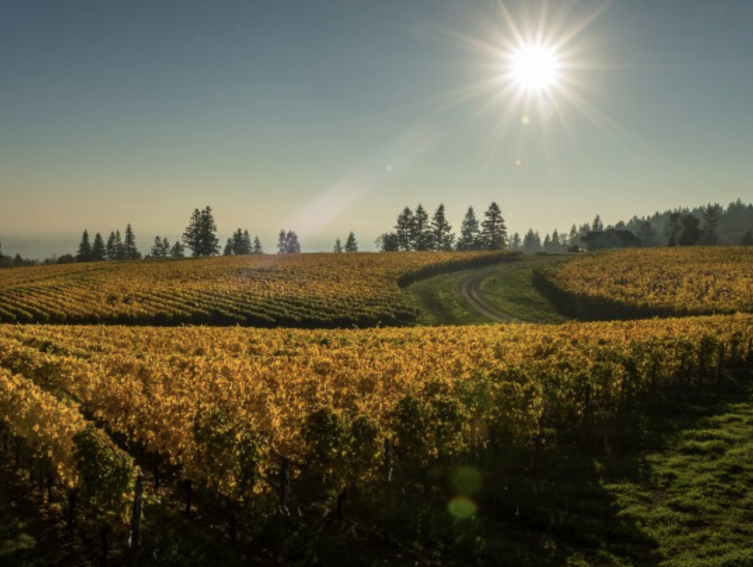 Oregon Wine: Le Cadeau Vineyard Offers Complex Pinot Noir and Dazzling Sparkles - Wine Review 